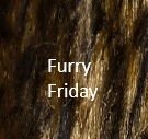 Furry Friday